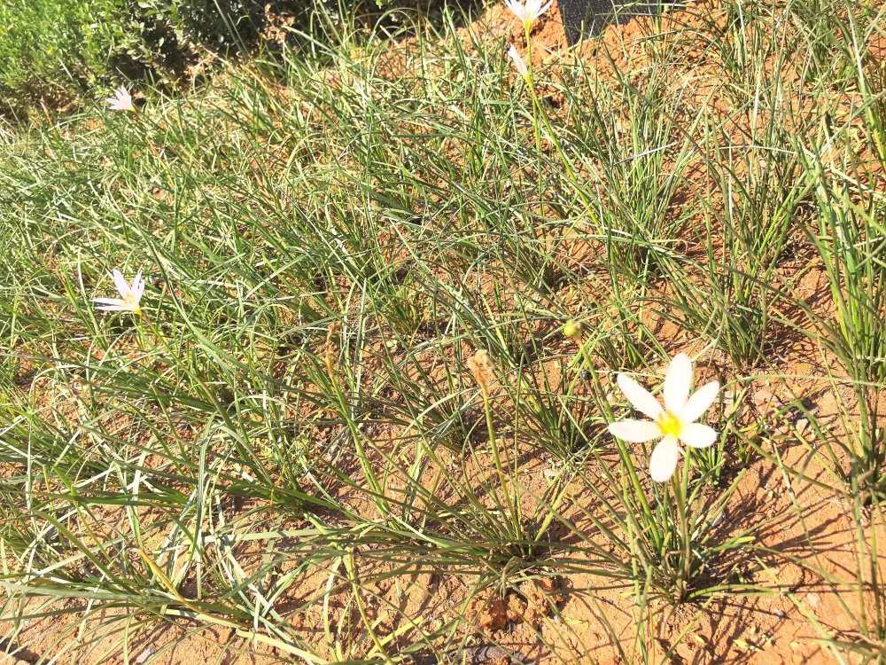 電廠花開時，奮斗自成章